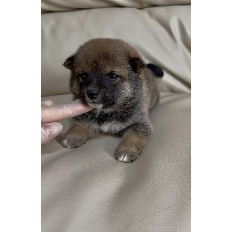 販売中の愛知県の豆柴-441847の5枚目