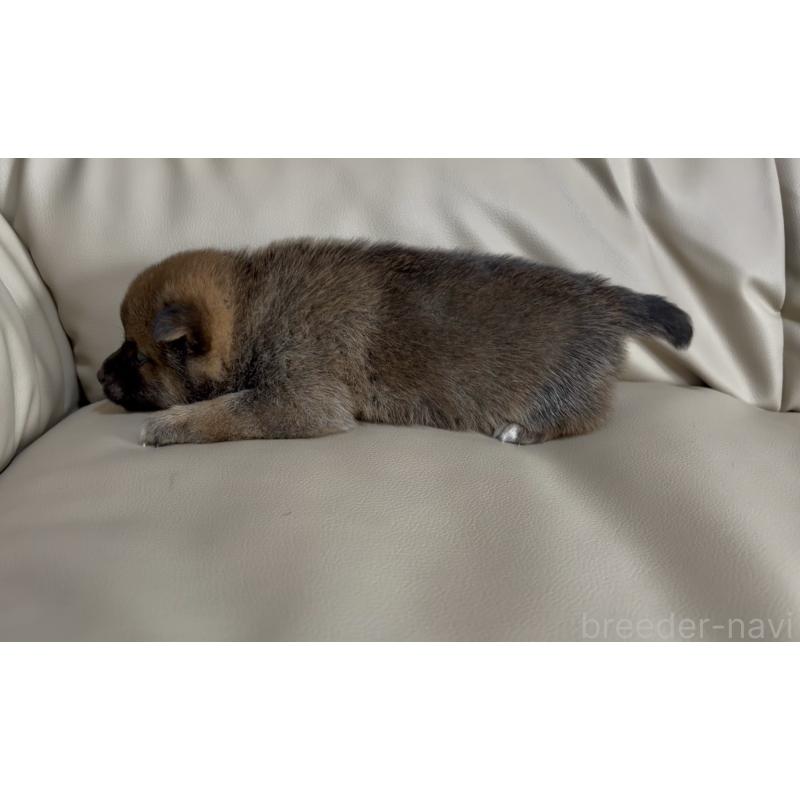 販売中の愛知県の豆柴-441847の3枚目