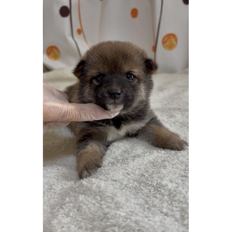 販売中の愛知県の豆柴-441847の2枚目