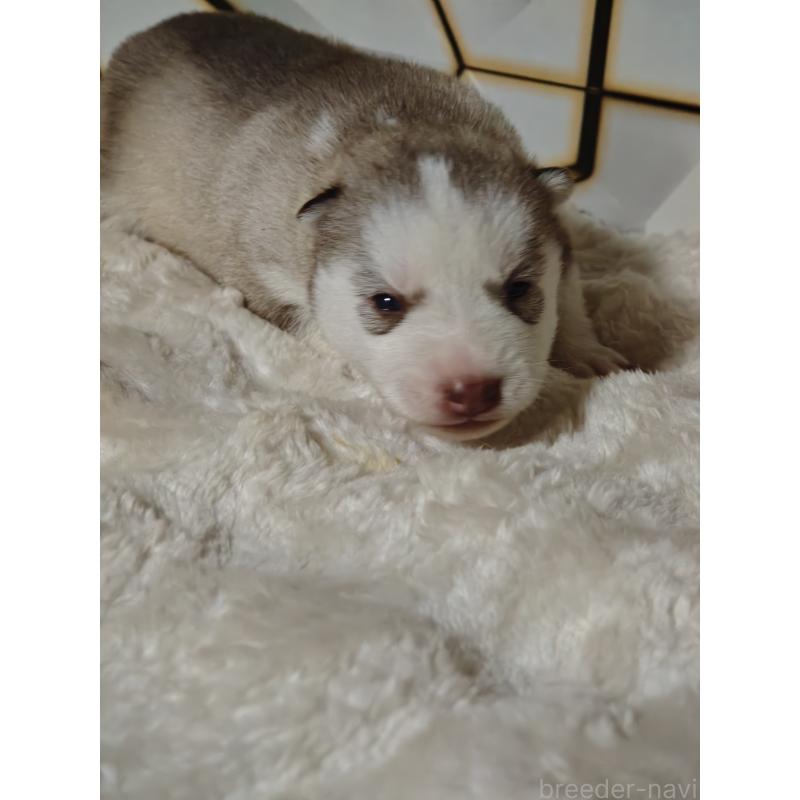 販売中の静岡県のシベリアンハスキー-441848の13枚目