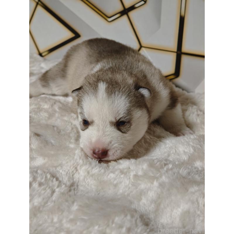 販売中の静岡県のシベリアンハスキー-441848の12枚目