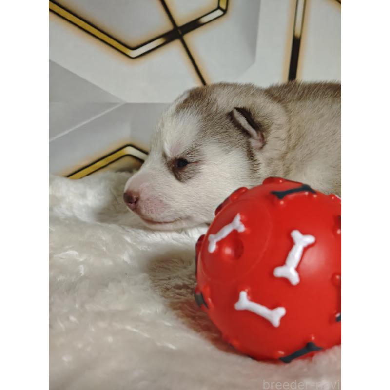 販売中の静岡県のシベリアンハスキー-441848の11枚目