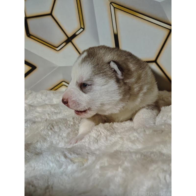 販売中の静岡県のシベリアンハスキー-441848の9枚目