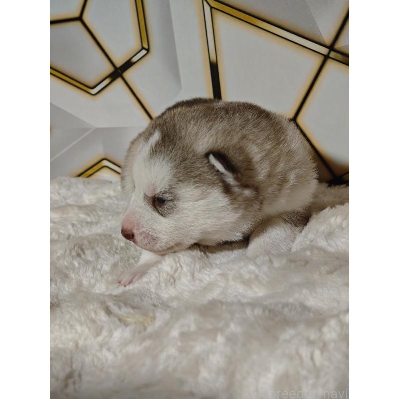 販売中の静岡県のシベリアンハスキー-441848の8枚目