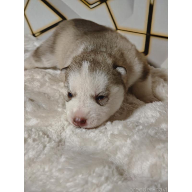 販売中の静岡県のシベリアンハスキー-441848の7枚目