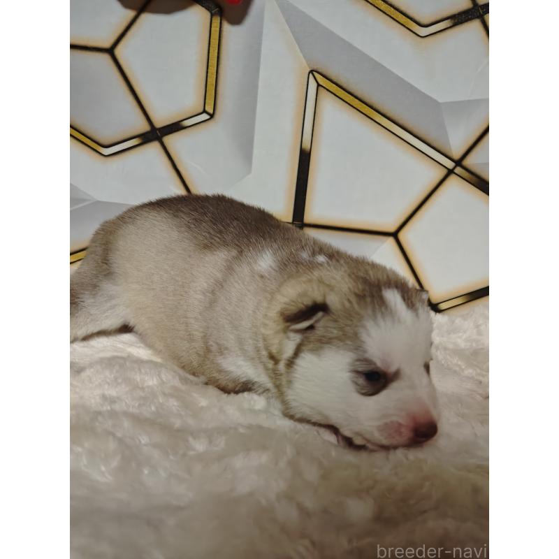 販売中の静岡県のシベリアンハスキー-441848の6枚目