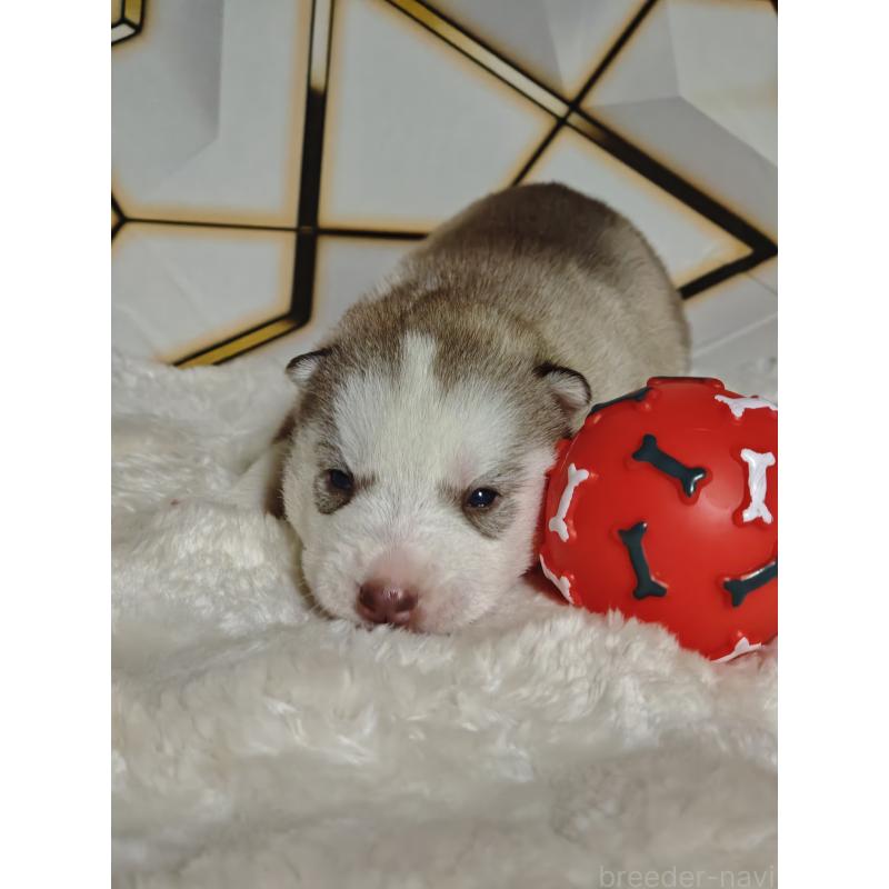 販売中の静岡県のシベリアンハスキー-441848の5枚目