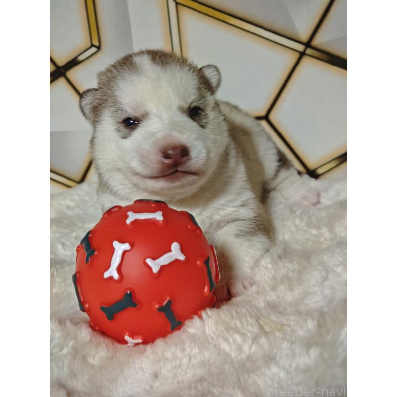 販売中の静岡県のシベリアンハスキー-441848の4枚目