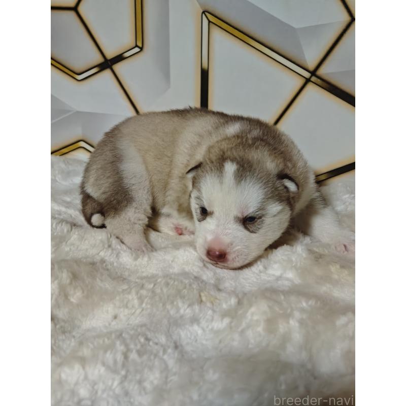 販売中の静岡県のシベリアンハスキー-441848の2枚目