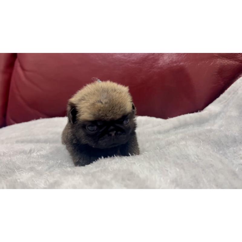 成約済の岡山県のパグ-440653の19枚目