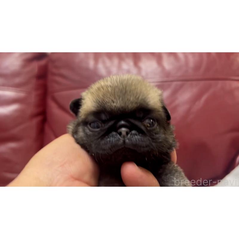 成約済の岡山県のパグ-440653の18枚目