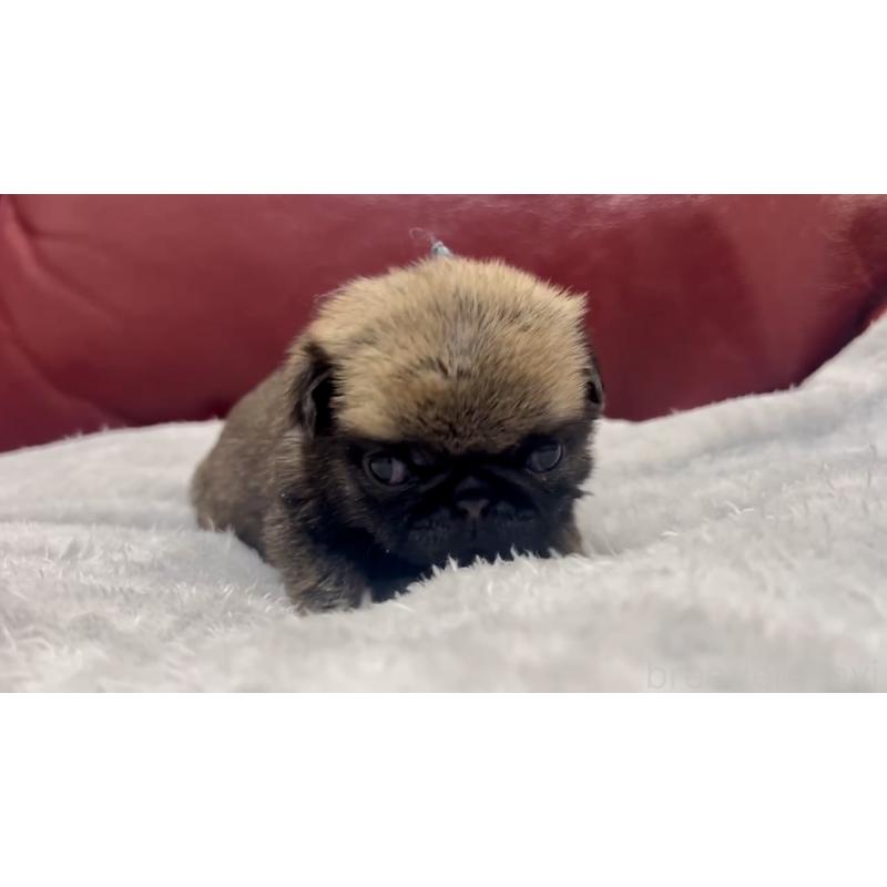 成約済の岡山県のパグ-440653の17枚目