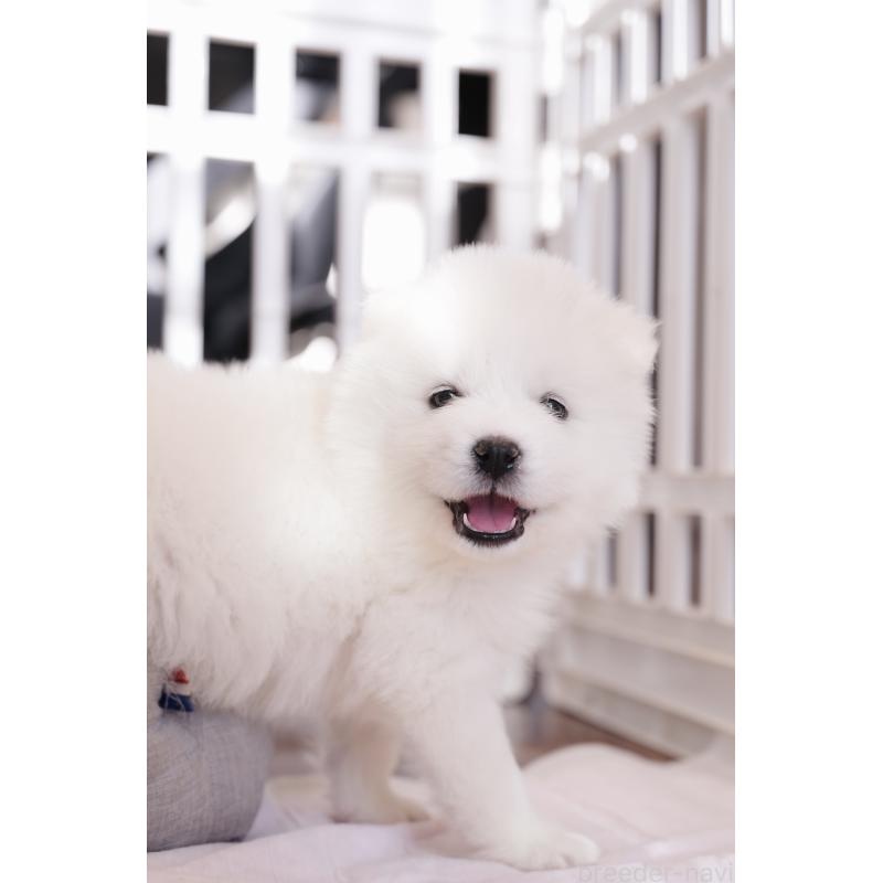 成約済の群馬県のサモエド-440412の6枚目