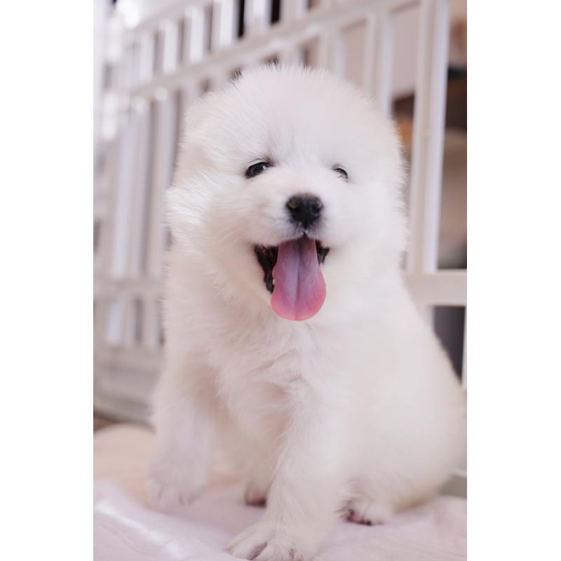 成約済の群馬県のサモエド-440412の5枚目