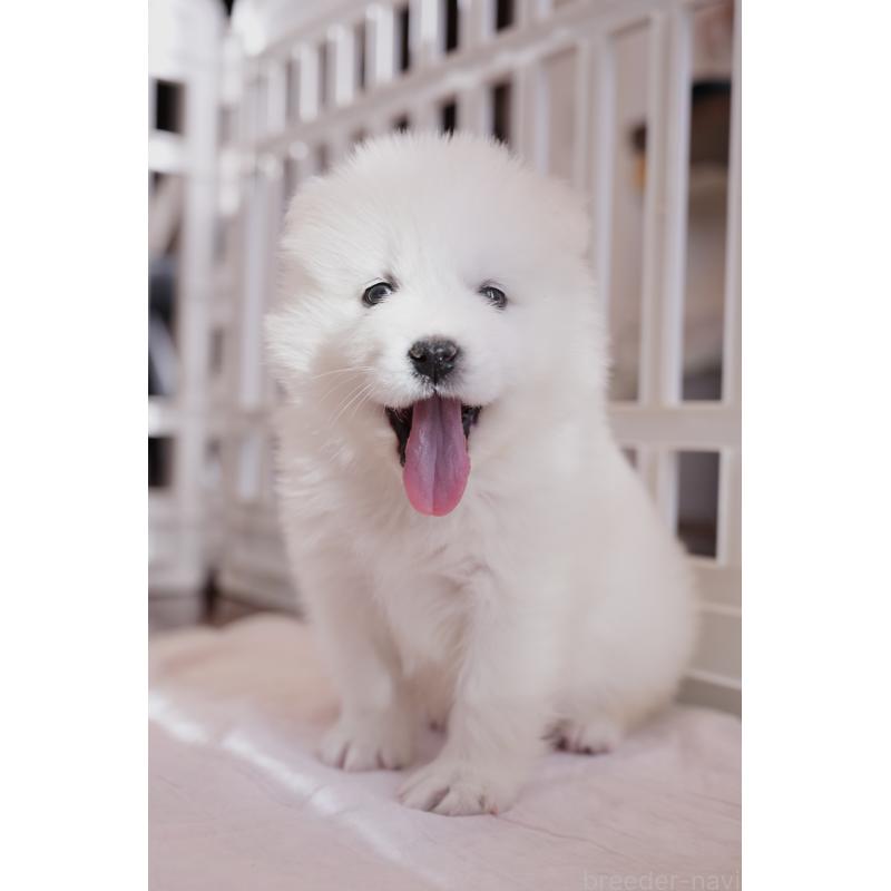 成約済の群馬県のサモエド-440412の4枚目