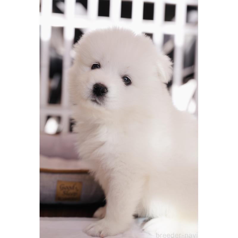 成約済の群馬県のサモエド-440412の3枚目