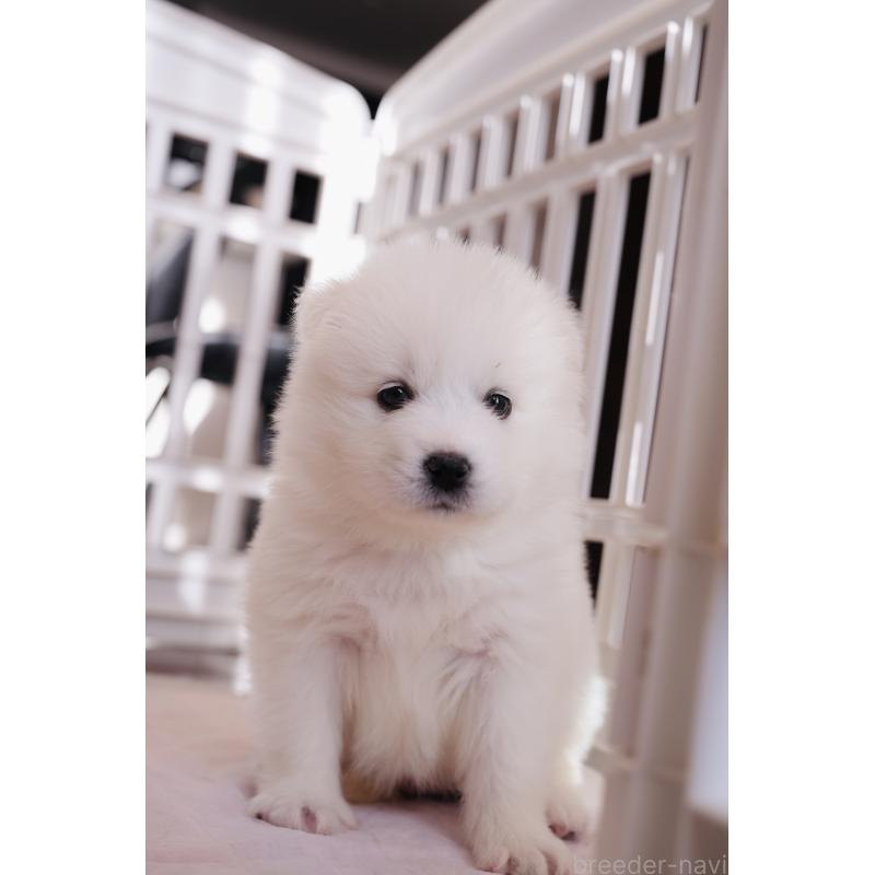 成約済の群馬県のサモエド-440412の2枚目