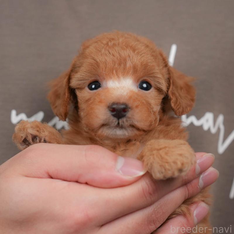 販売中の群馬県のトイプードル-442284の1枚目