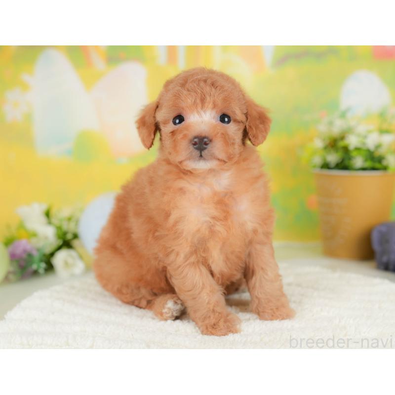 販売中の群馬県のトイプードル-442284の6枚目