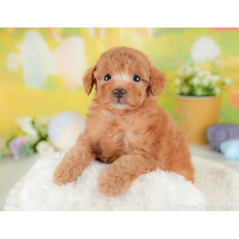 販売中の群馬県のトイプードル-442284の4枚目