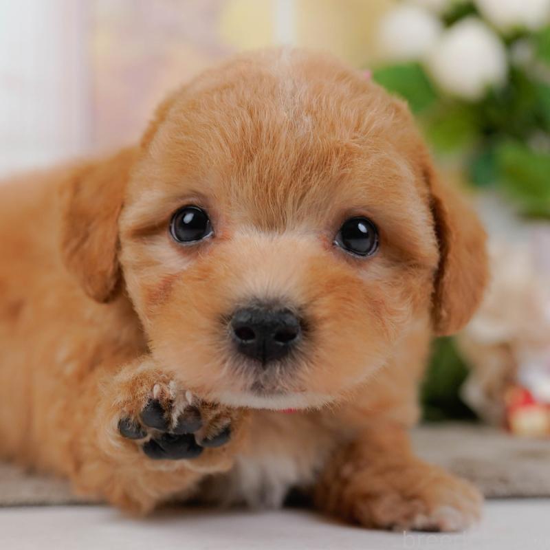 販売中の栃木県のマルプー:マルチーズ×トイプードル-442763