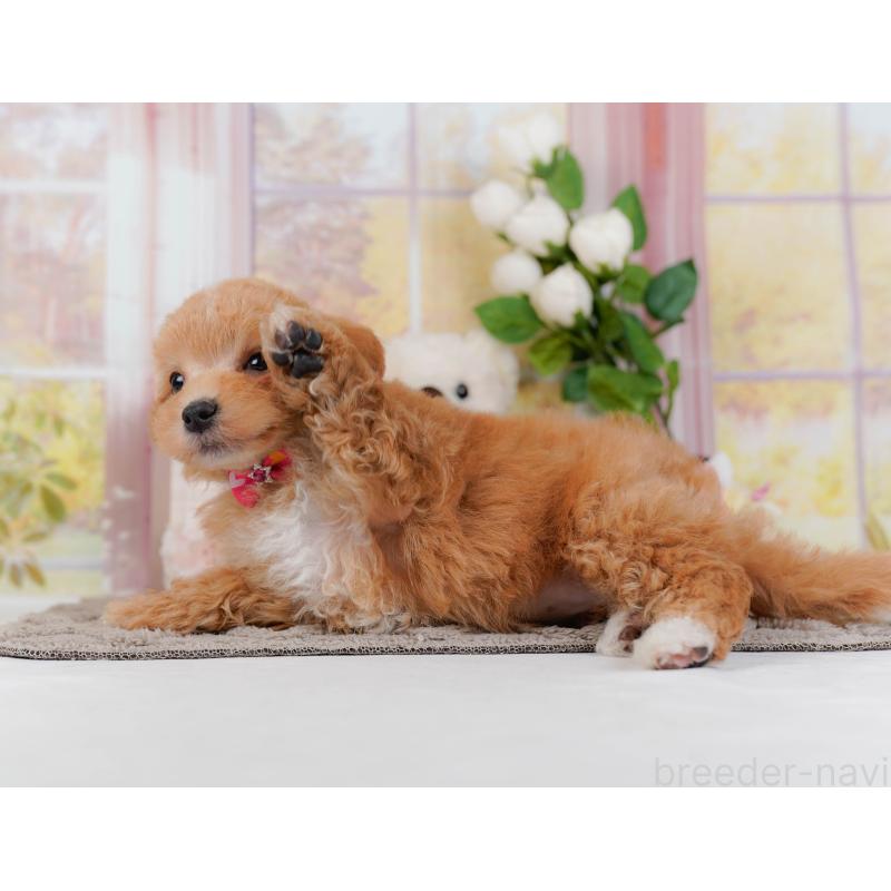 販売中の栃木県のマルプー:マルチーズ×トイプードル-442763の10枚目