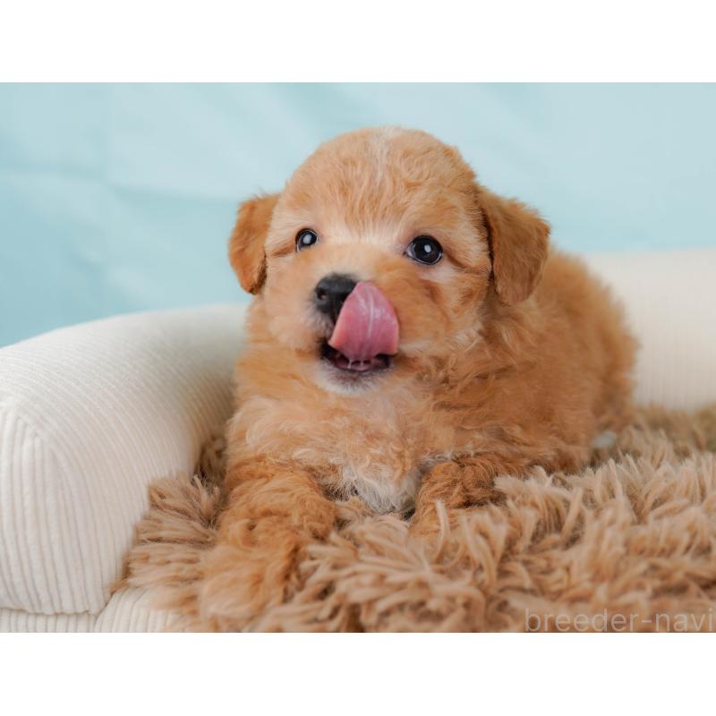 販売中の栃木県のマルプー:マルチーズ×トイプードル-442763の7枚目