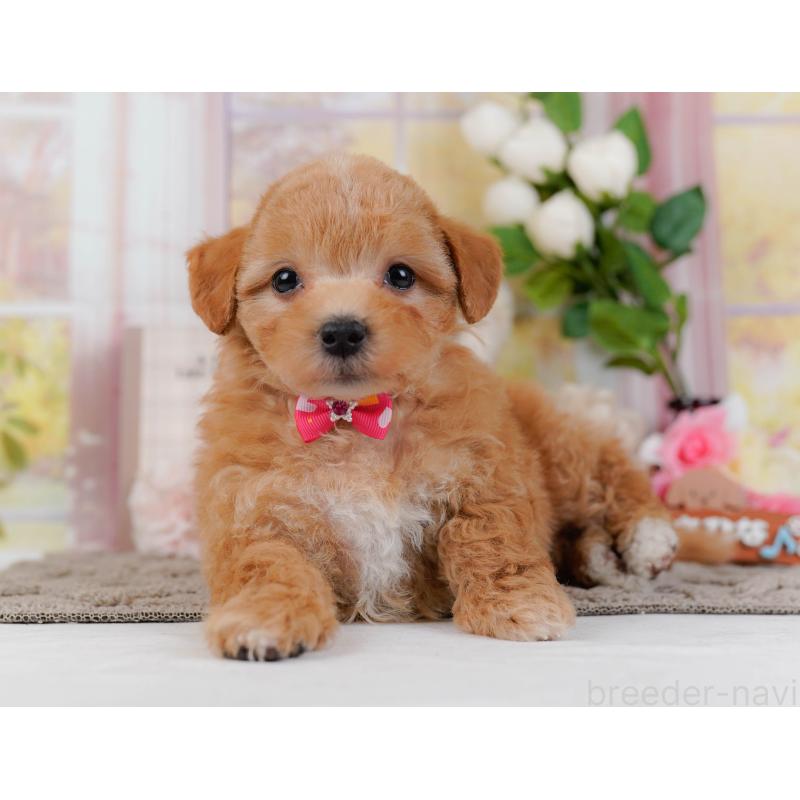 販売中の栃木県のマルプー:マルチーズ×トイプードル-442763の6枚目