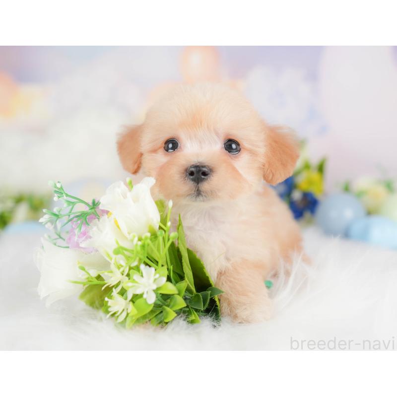 販売中の栃木県のマルプー:マルチーズ×トイプードル-442772の8枚目