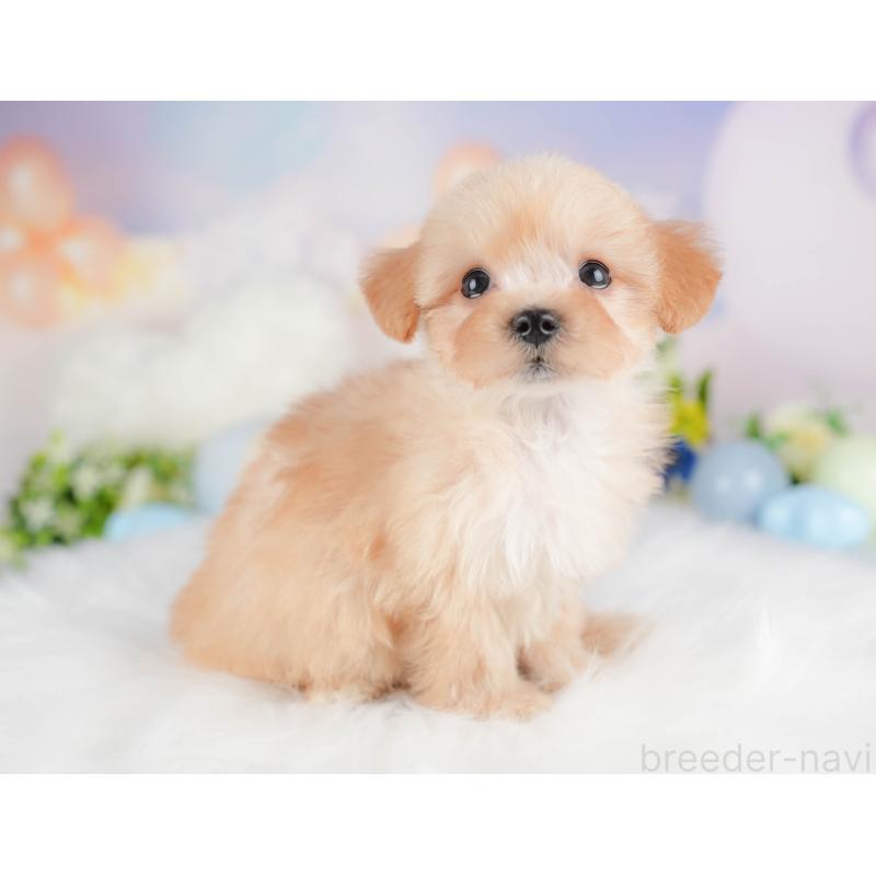 販売中の栃木県のマルプー:マルチーズ×トイプードル-442772の5枚目