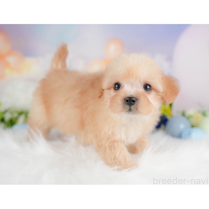 販売中の栃木県のマルプー:マルチーズ×トイプードル-442772の4枚目