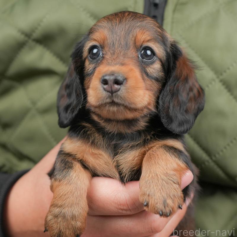 販売中の栃木県のミニチュアダックスフンド(ロングヘアード)-442770の1枚目