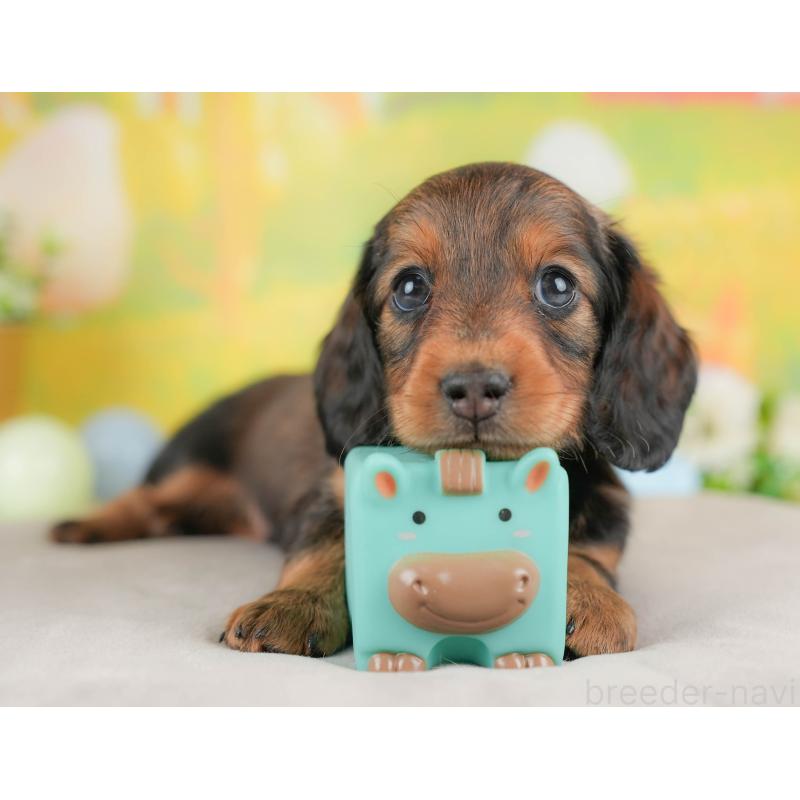 販売中の栃木県のミニチュアダックスフンド(ロングヘアード)-442770の4枚目