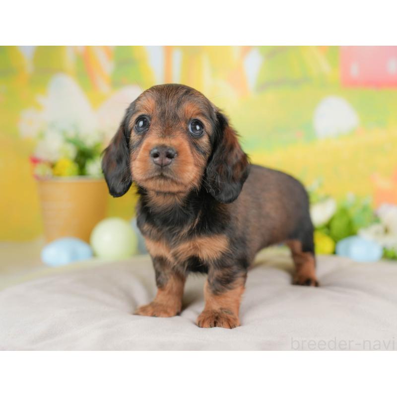 販売中の栃木県のミニチュアダックスフンド(ロングヘアード)-442770の3枚目