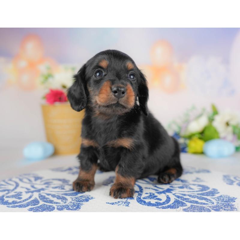 販売中の栃木県のミニチュアダックスフンド(ロングヘアード)-442136の6枚目