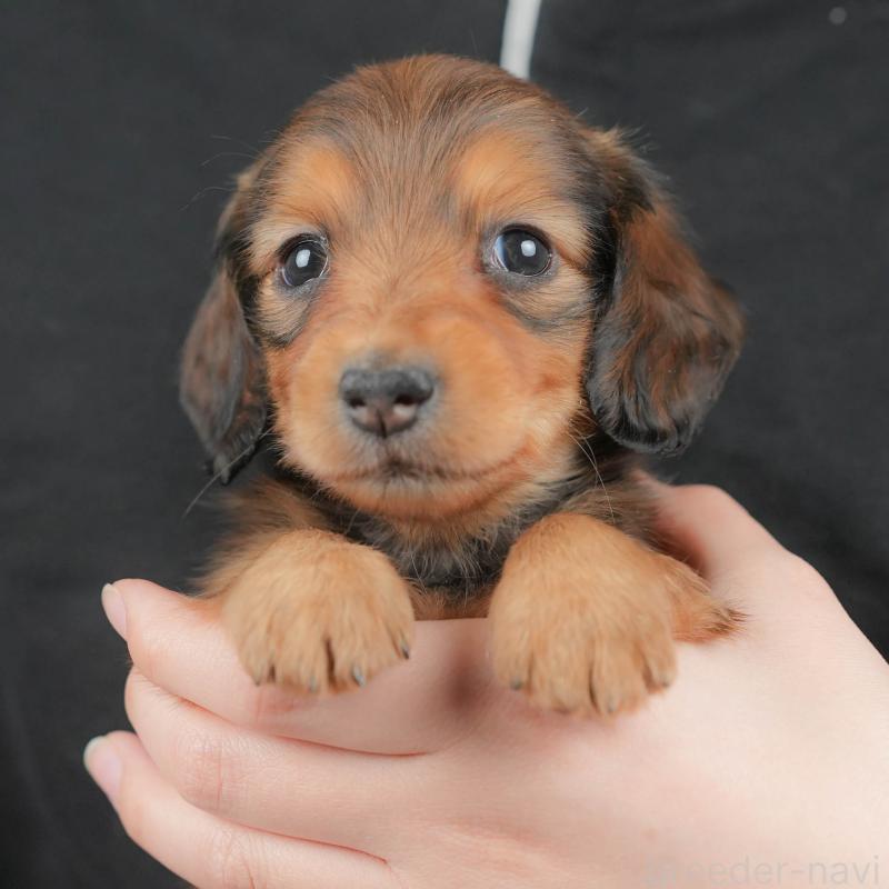 販売中の栃木県のミニチュアダックスフンド(ロングヘアード)-442135