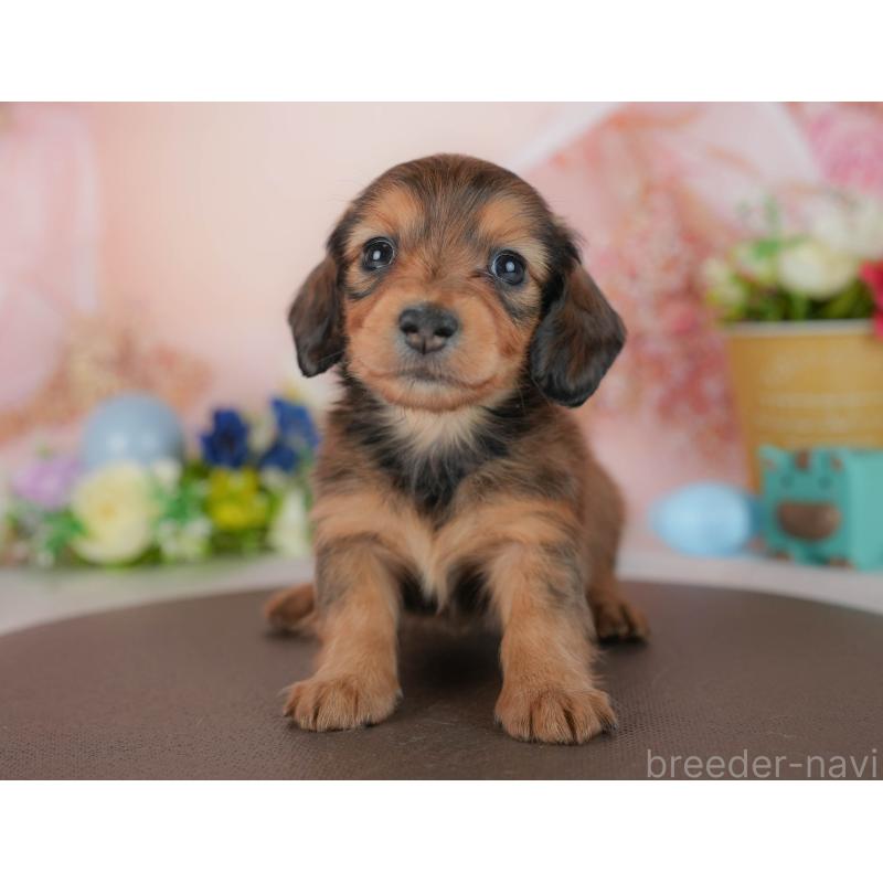 販売中の栃木県のミニチュアダックスフンド(ロングヘアード)-442135の8枚目