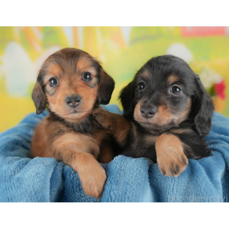 販売中の栃木県のミニチュアダックスフンド(ロングヘアード)-442135の7枚目