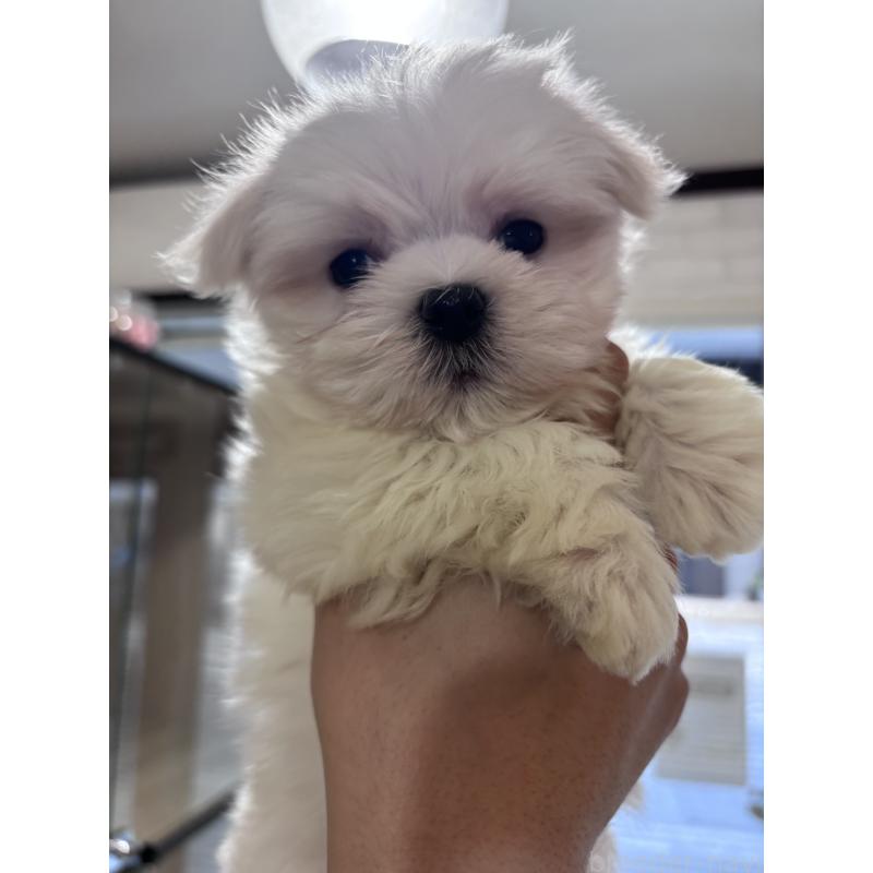 販売中の大阪府のマルチーズ-441850の6枚目