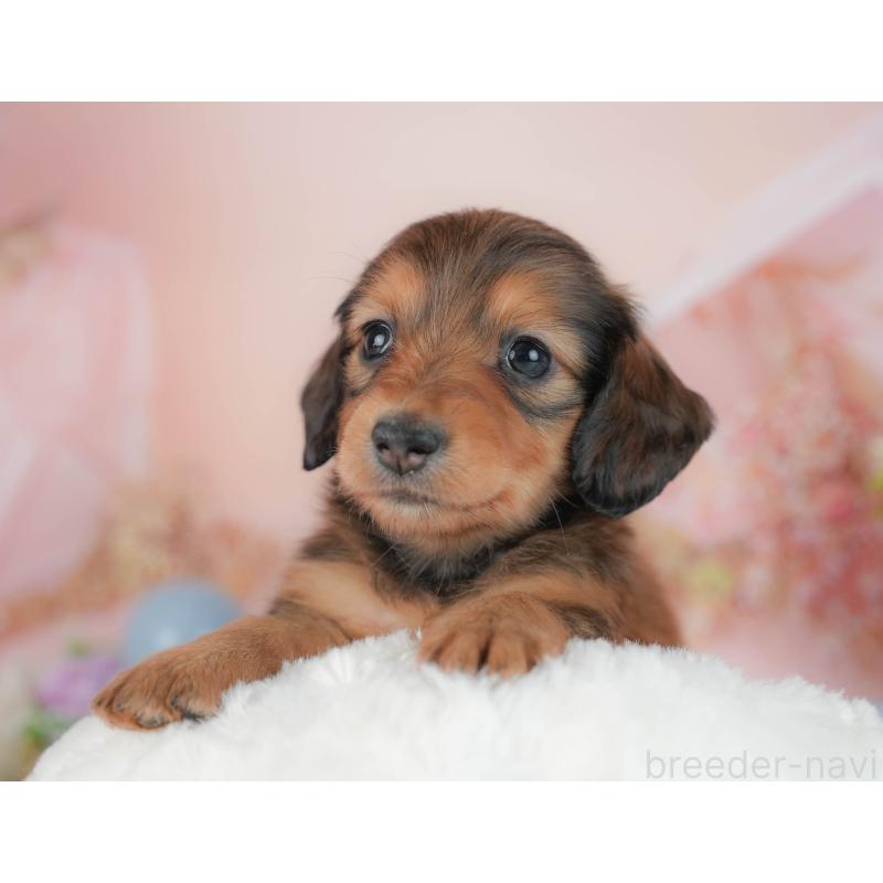 販売中の栃木県のミニチュアダックスフンド(ロングヘアード)-442135の3枚目