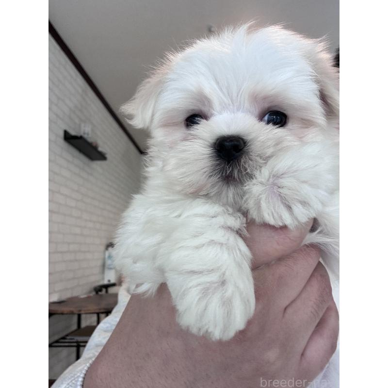 販売中の大阪府のマルチーズ-441850の5枚目