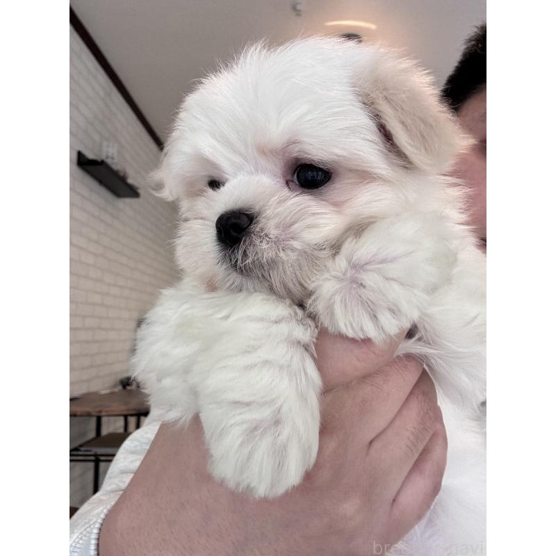 販売中の大阪府のマルチーズ-441850の3枚目