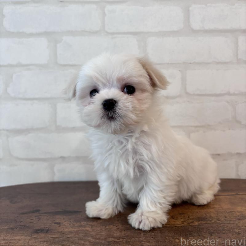 販売中の大阪府のマルチーズ-441850の1枚目