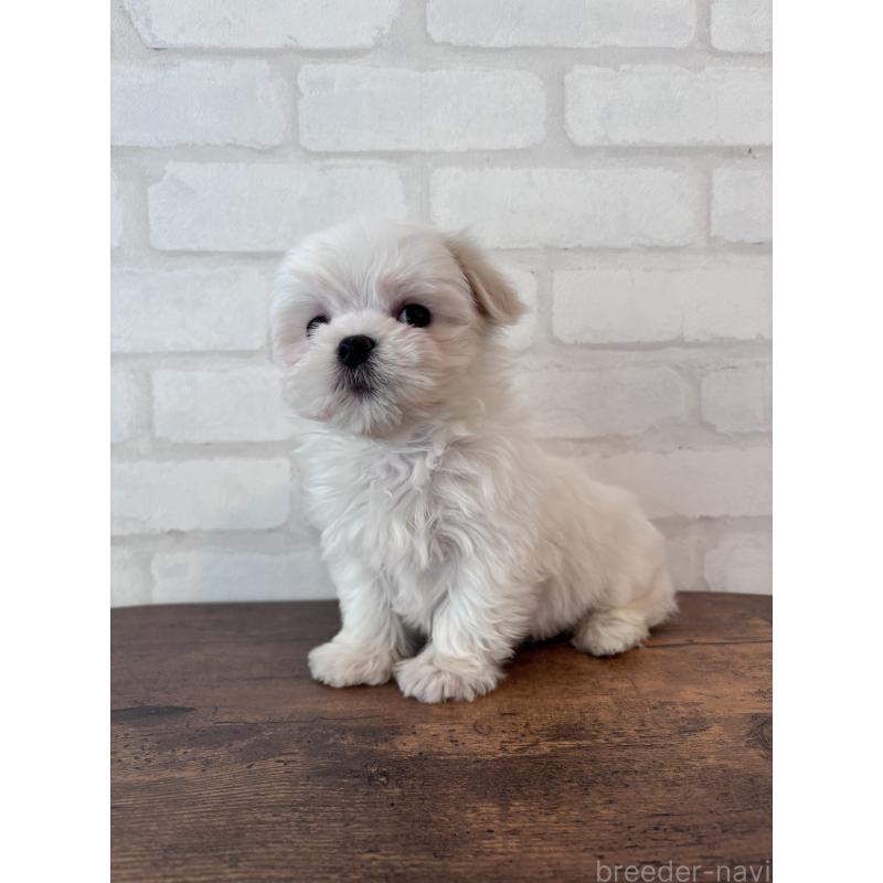 販売中の大阪府のマルチーズ-441850の2枚目