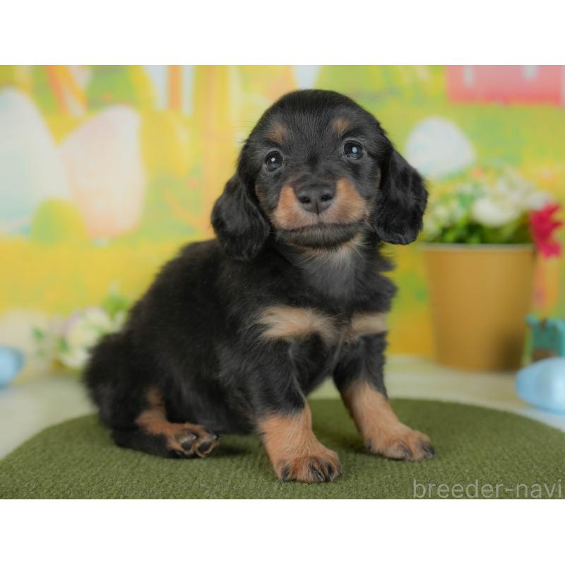 販売中の栃木県のミニチュアダックスフンド(ロングヘアード)-442134の8枚目