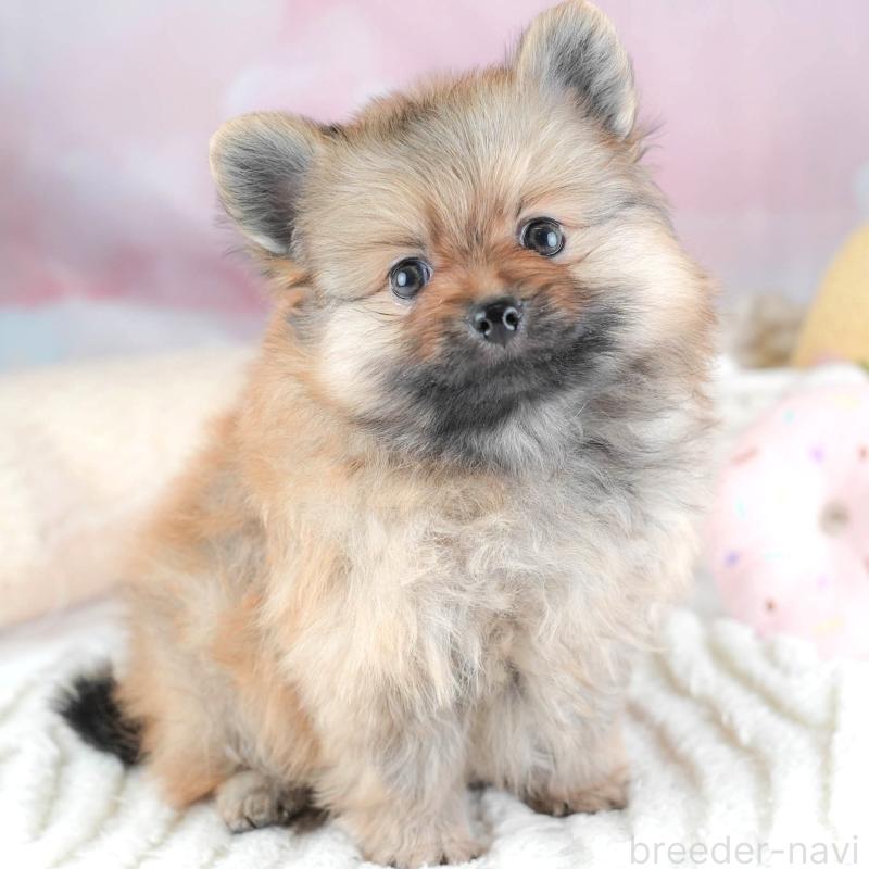 販売中の栃木県のポメラニアン-442133
