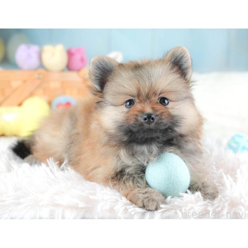 販売中の栃木県のポメラニアン-442133の11枚目
