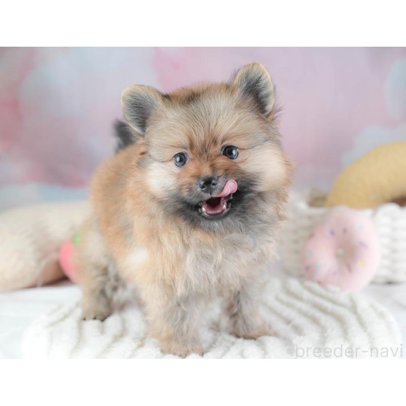 販売中の栃木県のポメラニアン-442133の9枚目