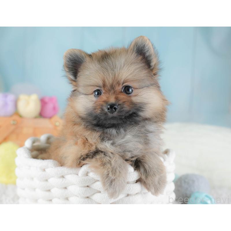 販売中の栃木県のポメラニアン-442133の7枚目