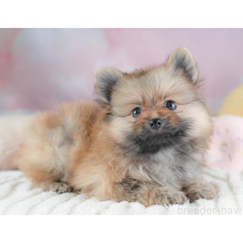 販売中の栃木県のポメラニアン-442133の6枚目